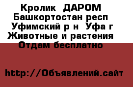 Кролик  ДАРОМ - Башкортостан респ., Уфимский р-н, Уфа г. Животные и растения » Отдам бесплатно   